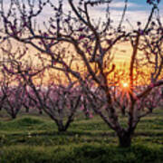 Peach Trees In Blossom At Sunset Poster