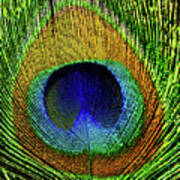 Peacock Feather Eye In Close-up Poster