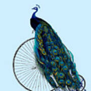Peacock Riding On An Antique Bicycle Poster