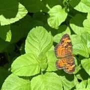 Pearl Crescent Butterfly Poster