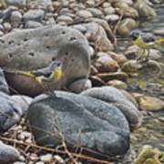 Pebble Stream Wagtails Poster