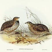 Pectoral Quail, Coturnix Pectoralis Poster