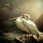 Pelican At Rest Poster