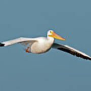 Pelican Gliding In Poster