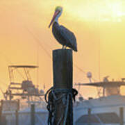 Pelican In Florida's Destin Harbor Poster