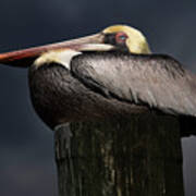 Pelican On A Pole Poster