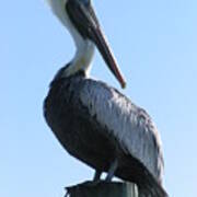 Pelican Roost Poster