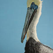 Pelicanus Magnificus Poster