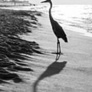 Pensacola Beach Florida Heron Black And White Photo Poster