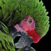 Pensive Parrot Poster