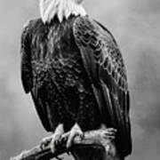 Perched Bald Eagle 2 Poster