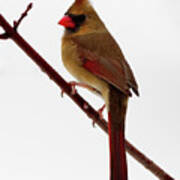 Perched Female Cardinal In Winter Scene Poster