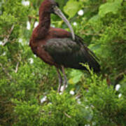Perching Glossy Ibis Poster