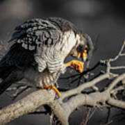 Peregrine Falcon On A Favorite Perch Poster