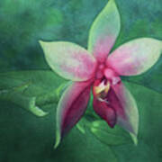 Phalaenopsis Bellina Poster