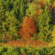 Philip's Autumn Trees Poster