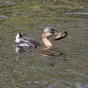 Pied-billed Grebe And Its Crayfish Meal Poster