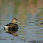 Pied-billed Grebe Poster