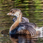 Pied-billed Grebe Wings Engaged Poster