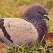 Pigeon In The Park Poster