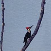 Pileated Woodpecker Poster