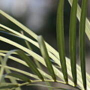 Pindo Palm Frond Poster