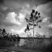 Pinhole Pine Glades Lake - Everglades Poster
