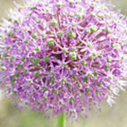 Pink Allium Flower With A Soft Background Poster