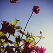 Pink And Red Zinnias, Blue Sky Poster