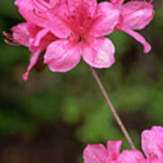 Pink Azaleas Poster