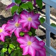 Pink Champagne Clematis Poster