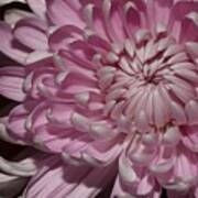 Pink Chrysanthemum 2 Poster
