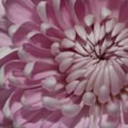 Pink Chrysanthemum Poster