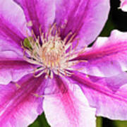 Pink Clematis Flower Photograph Poster