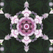 Pink Dianthus Kaleidoscope-2 Poster