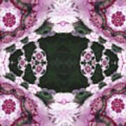 Pink Dianthus Kaleidoscope-mirrored Poster