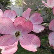 Pink Dogwood Blossoms Poster