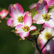 Pink Dogwood Blossoms Poster