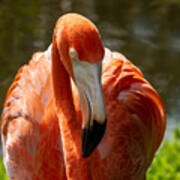 Pink Flamingo At Sarasota Jungle Gardens Poster