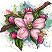 Pink Flower On White Background, Cherry Blossom Poster