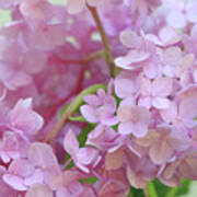 Pink Hydrangeas Poster