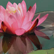 Pink Lotus Blossom Poster