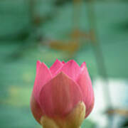 Pink Lotus Poster