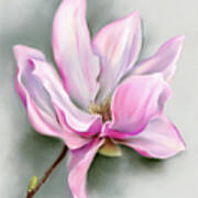 Pink Magnolia Spring Blossom Poster