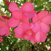 Pink Oleanders Poster