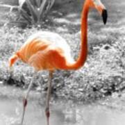 Pink Orange Flamingo Photo 210 Poster