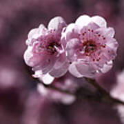 Pink Prunus Blossom Poster