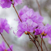 Pink Rhododendron Blooms Poster