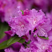 Pink Rhododendron Poster