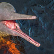 Pink River Dolphin Poster